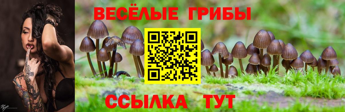 Галлюциногенные грибы Psilocybe Урюпинск